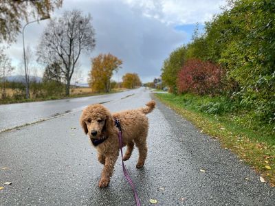 Kento at the age of 3 months.